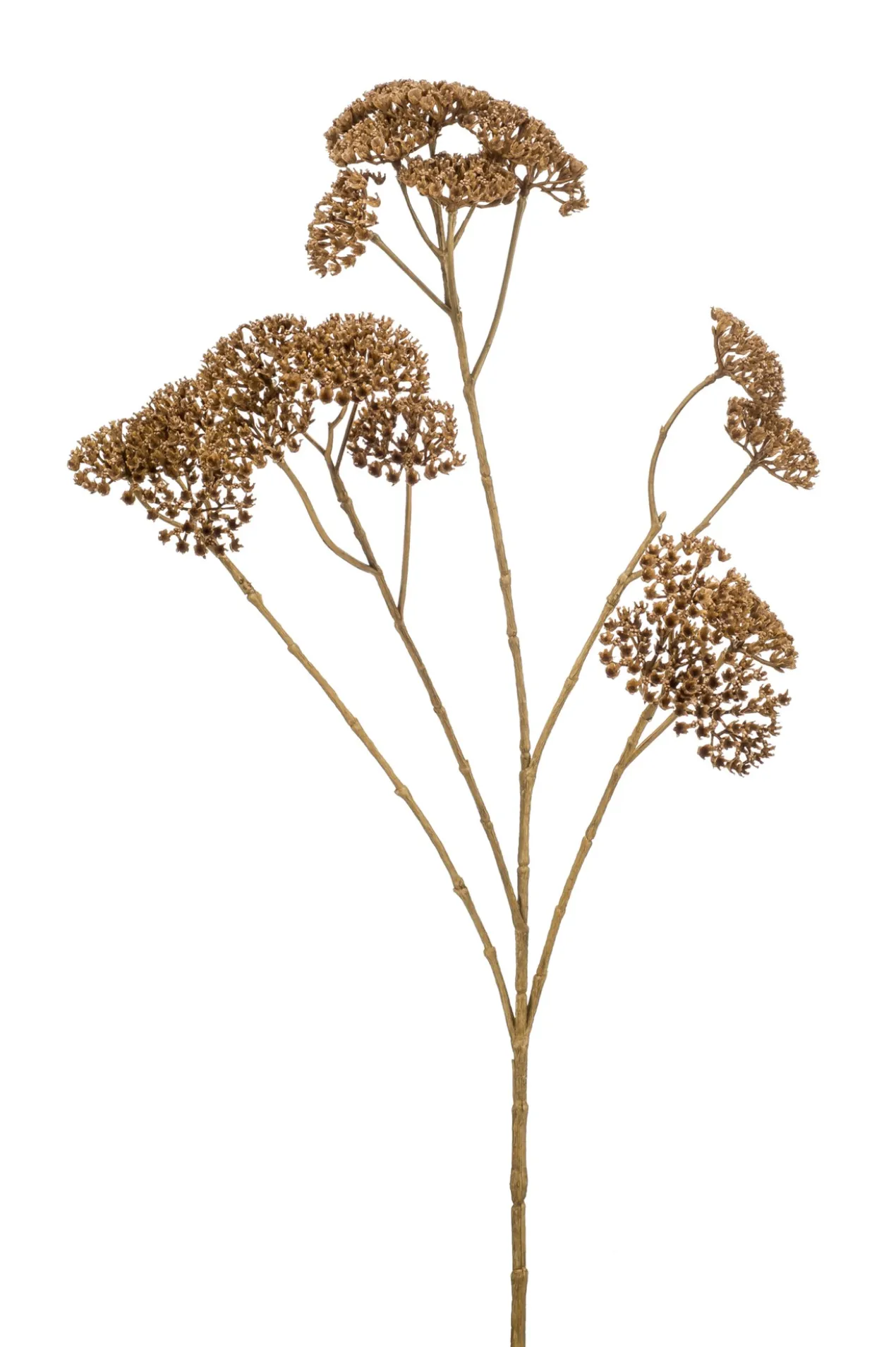 Achillea spray
