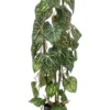 Anthurium 75 cm