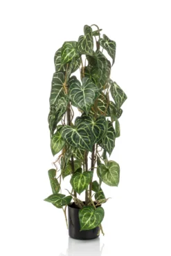 Anthurium 75 cm