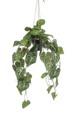 Anthurium hanging