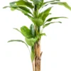 Banana tree 210 cm
