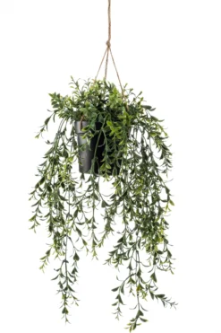 Boxwood hanging