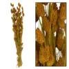 Bunch phalaris nature