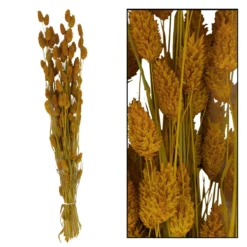 Bunch phalaris nature