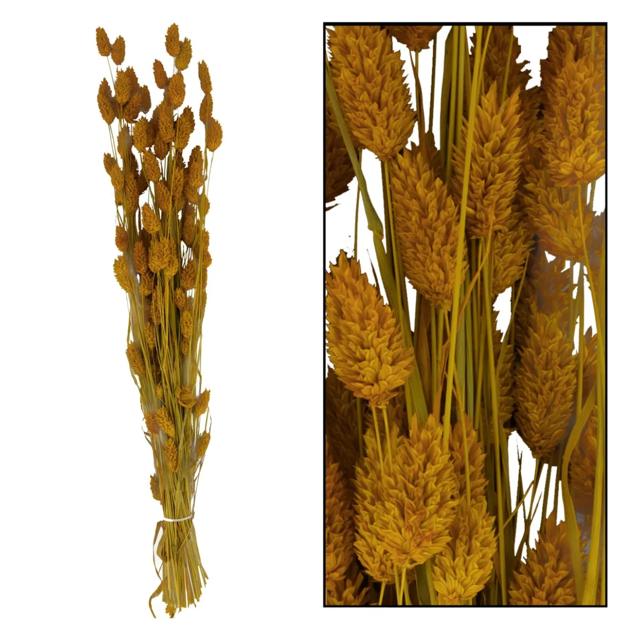 Bunch phalaris nature