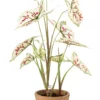 Caladium