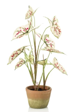 Caladium