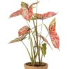 Caladium