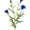 Centaurea Spray