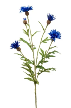 Centaurea Spray