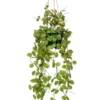 Cerepegia hanging