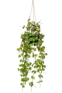 Cerepegia hanging