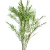 Chamaedorea palm