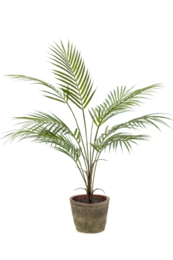 Chamaedorea plant