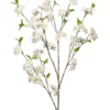 Cherry blossom