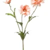 Cosmos spray