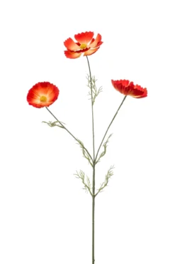 Cosmos spray