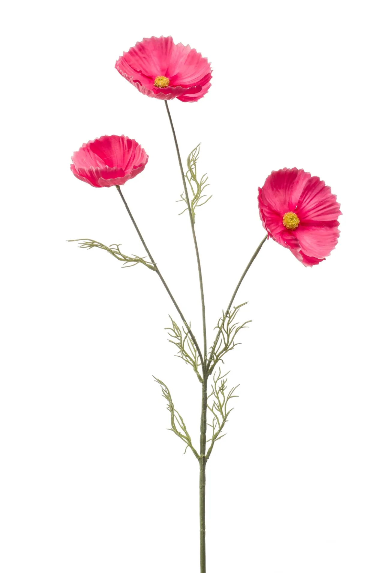 Cosmos spray