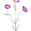 Cosmos spray