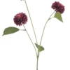 Dahlia pompom burgundy