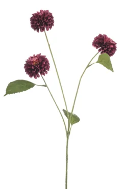 Dahlia pompom burgundy