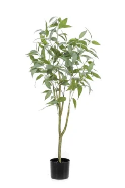 Eucalyptus globulus tree