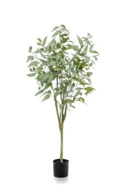 Eucalyptus globulus trees