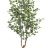 Eucalyptus tree