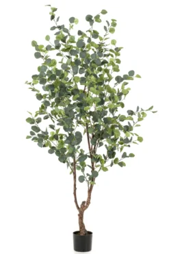 Eucalyptus tree