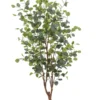 Eucalyptus tree