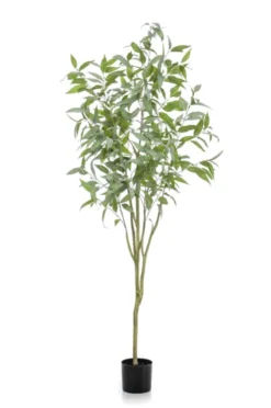 Eucalyptus tree globulus