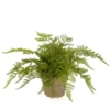 Fern Forest 11 cm