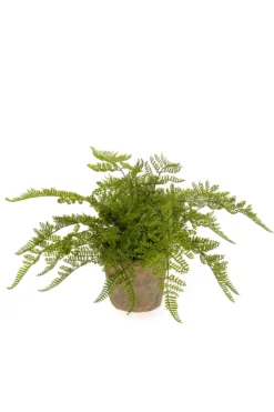 Fern Forest 11 cm