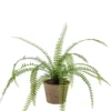 Fern in aged pot