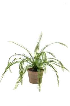 Fern in aged pot