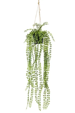 Ficus hanging bush