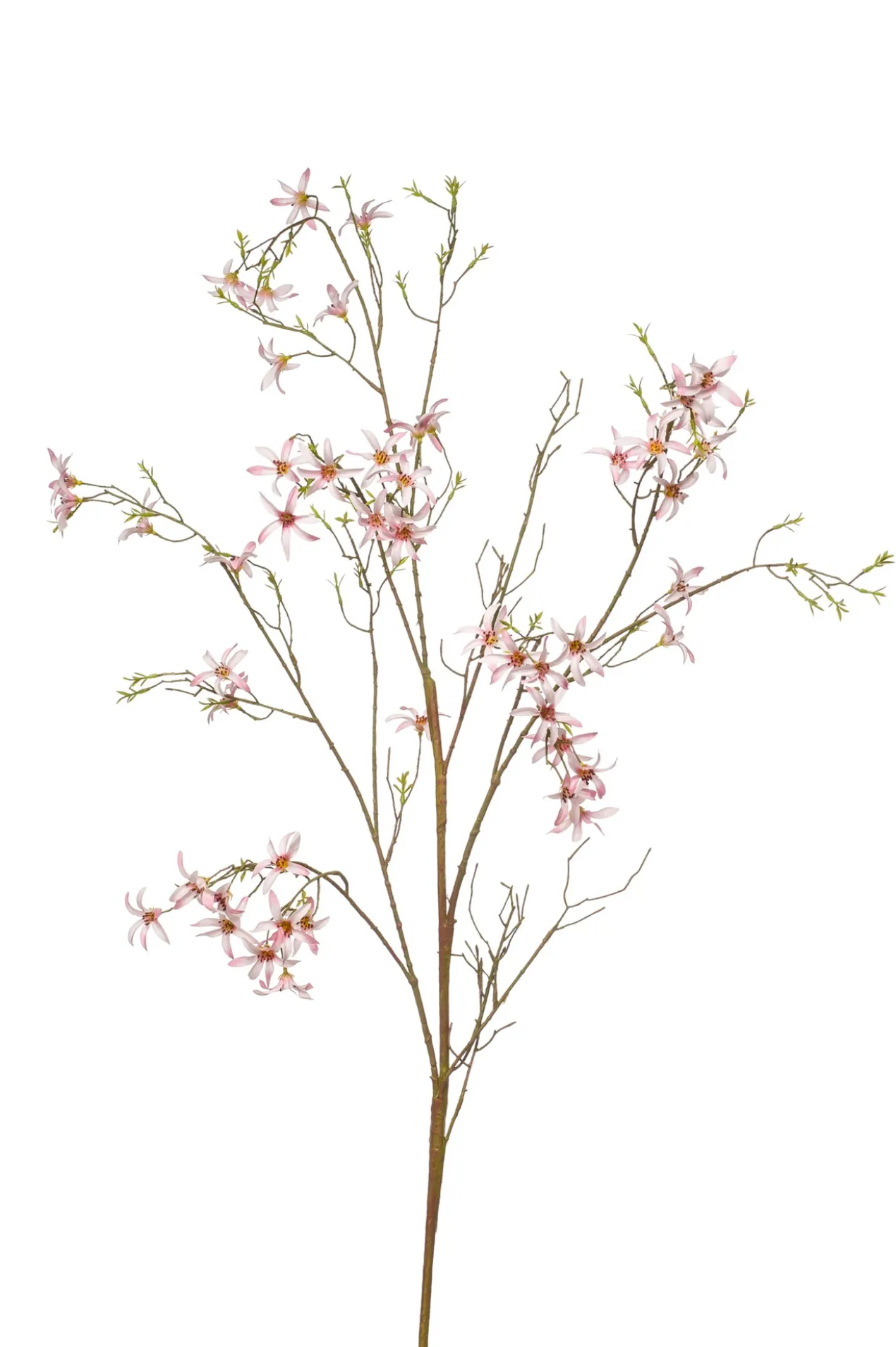 Forsythia branch pink