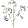 Forsythia branch purple