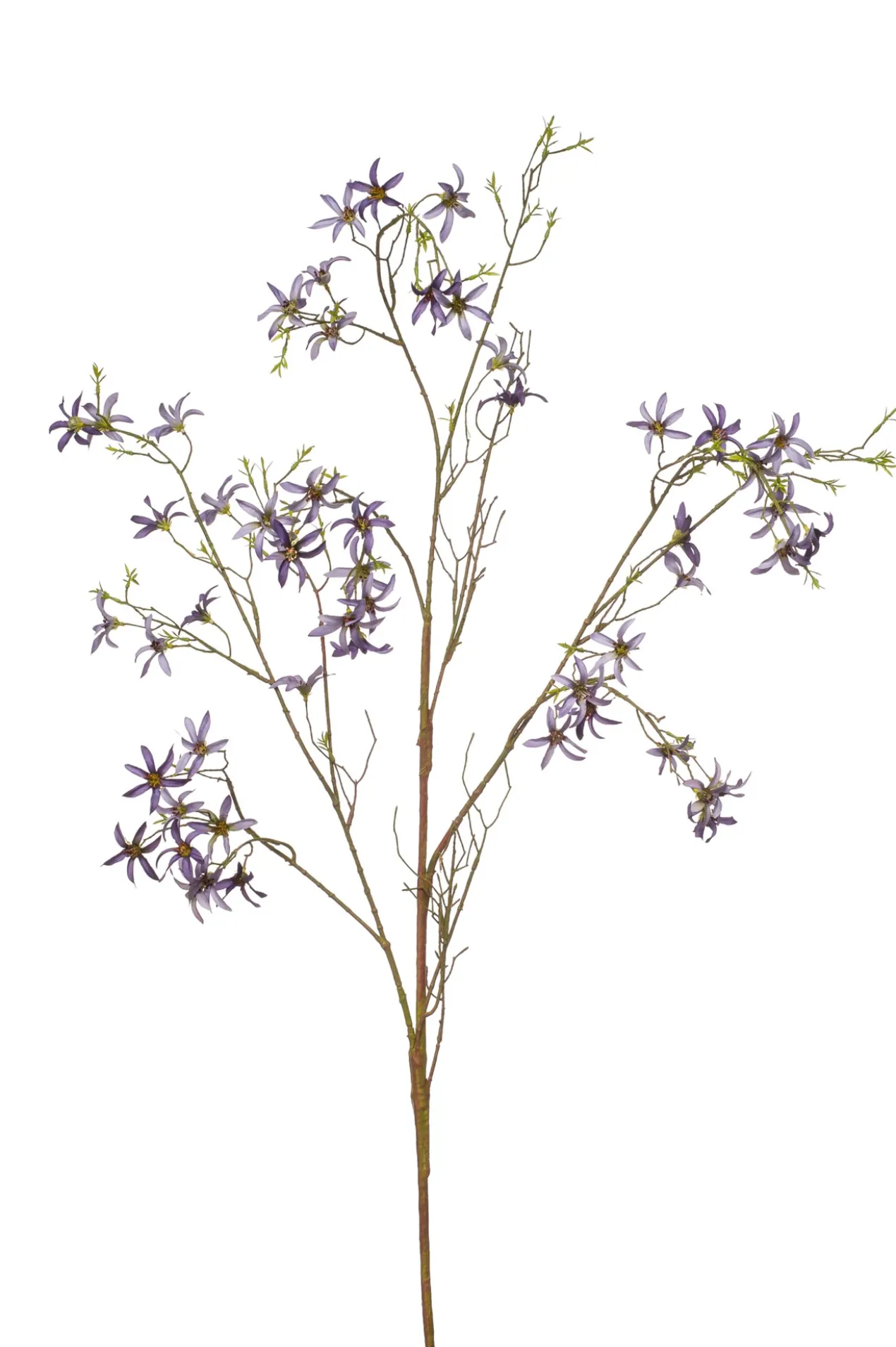 Forsythia branch purple