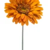 Gerbera giant orange