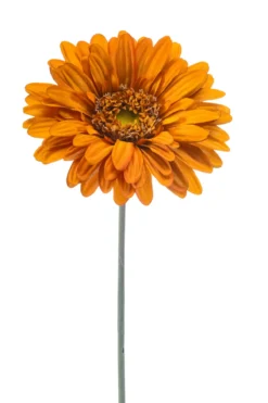 Gerbera giant orange