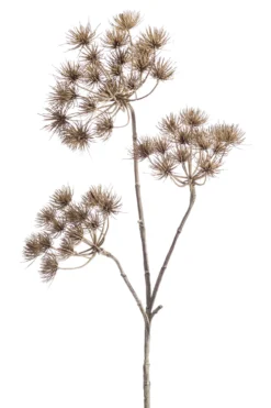 Heracleum brown
