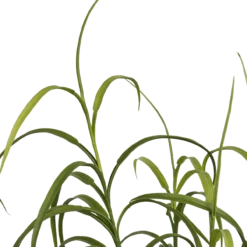 Kunstplant Graig gras H89 cm