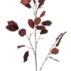 Lunaria glamour