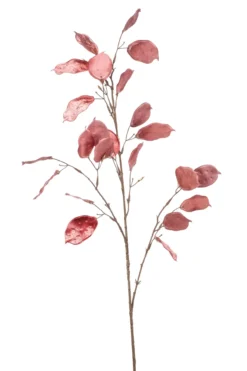 Lunaria glamour pink