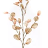 Lunaria spray brown