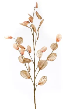 Lunaria spray brown