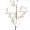 Lunaria spray cream