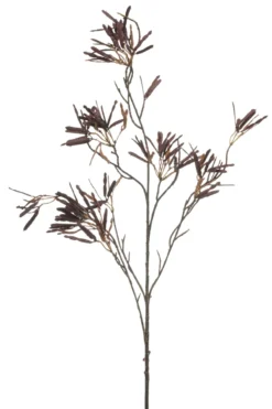 Maple seed burgundy
