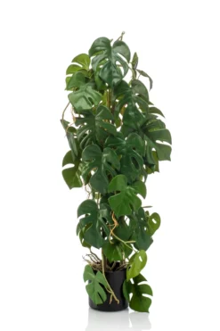 Monstera 75 cm